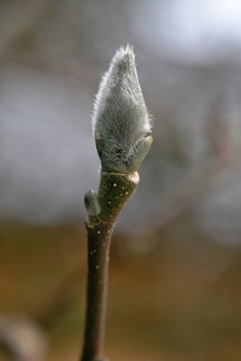 Magnolia x soulangeana - šácholan Soulangeův - zimní pupeny